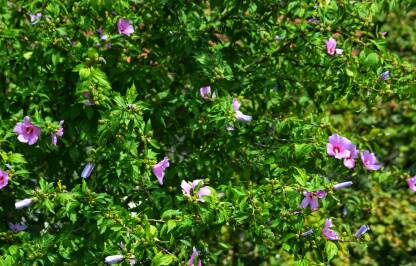 Vrtni hibiskus.Grm hibiskusa u cvatu sa ljubičastim cvjetovima.