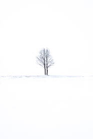 Stablo iz dva dijela u snijegu, crno-bijelo