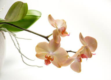 Orhideja na bijeloj podlozi
