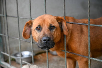 Tužni pas koji je provukao glavu kroz rešetke u prihvatilištu za napuštene životinje. Napušteni pas traži dom.