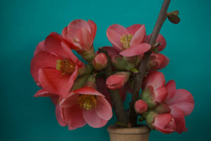 Cijetovi japanske dunje na zelenoj podlozi