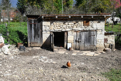Stari kameni kokošinjac i kokoši u dvorištu.