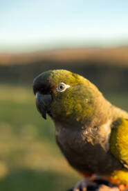 Papagaj patagonac pozira