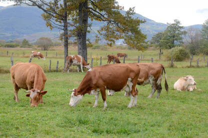 Krave na ispaši. Stočarstvo i poljoprivreda. Grupa krava u polju.