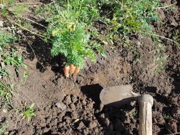 Vađenje, iskopavanje, mrkve iz zemlje uz pomoć motike; vađenje šargarepe iz zemlje; jestivi korijen mrkve u zemlji; motika - ručni alat za kopanje;