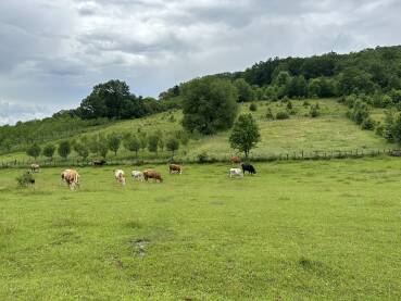 Krave na ispaši. Selo Baljvine