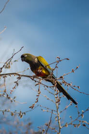 Patagonski papagaj stoji na grani