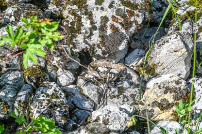 Poskok u šumi. Zmija kamuflirana na kamenju. Poskok je najotrovnija zmija u Evropi. Vipera ammodytes.