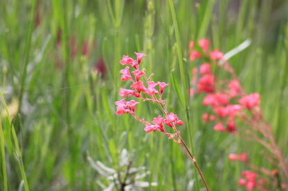 Sitno, pitomo, baštensko cvijeće u boji koja ugodno komparira svježoj proljetnoj travi.