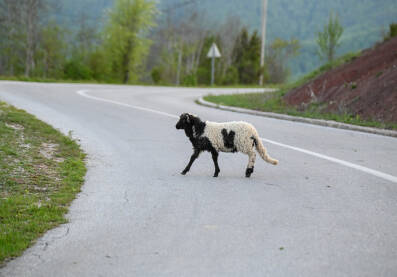 Jagnje prelazi ulicu. Ovce u planini.