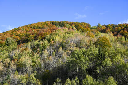 Šuma u jesen. Snimci dronom stabala na planini. Žuto lišće na drveću.