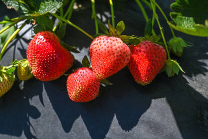 Zrele jagode u polju. Plantaža jagoda pod najlonom. Poljoprivreda.