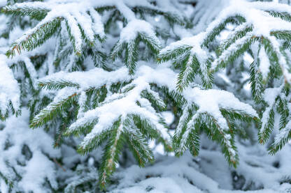 Grane zimzelenog drveta prekrivene snijegom