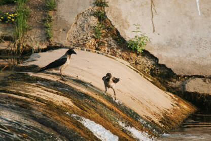 Vrane piju vodu na presušenoj rijeci