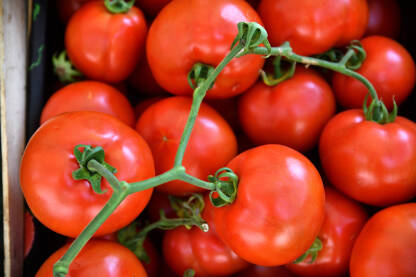 Makro fotografija svježeg paradajiza