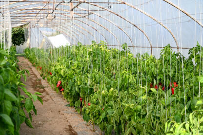 Paprike rastu u plasteniku. Poljoprivreda.