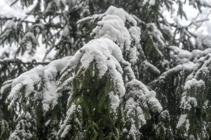 Zimzelene grane prekrivene snijegom tokom zime. Grane smrče prekrivene snijegom zimi u šumi.