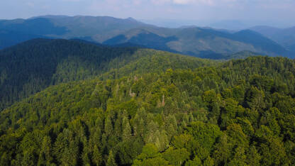 Šuma na planini u ljeto, snimak dronom. Zeleno drveće u prirodi. Prašuma Trstionica, Kakanj, BiH.