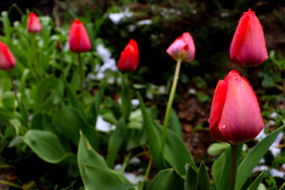 Vrtni tulipani, mraz u proljeće
