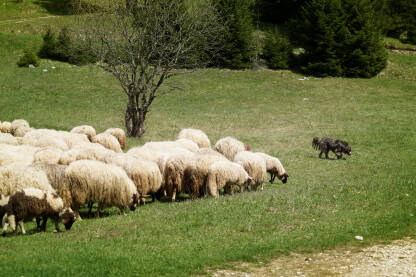 Pastirski pas Pas koji čuva stado ovaca na ispaši.