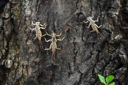 Nimfe kamenjarke na drvetu. Larve kamenjarki.