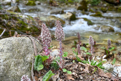 Stabljike mladog lopuha pored rijeke. Lopuh raste pored vode.