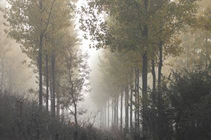 Drvored topola u magli