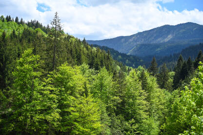 Prelijepa šuma u proljeće. Listopadna i zimzelena šuma. Drveće raste u prirodi. Planina Vlašić, BiH.