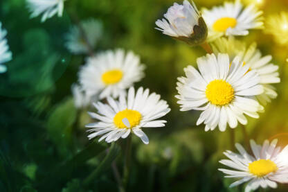 Bijela rada proljetno poljsko cvijeće.