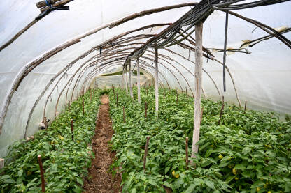 Paprike rastu u improviziranom stakleniku. Organsko i svježe povrće koje raste u redovima na navodnjavanom polju. Ručno izrađeni plastenik u selu.