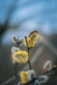 Pčele vrijedno rade.Proljeće je stiglo.