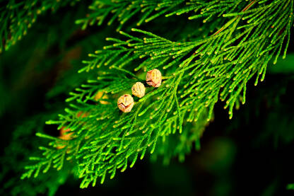Čempresova grančica snimljena izbliza sa tri male šišarke u fokusu.