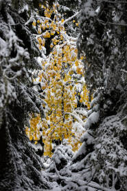 Stablo mladog javora sa prelijepim žutim listovima pod prvim snijegom u crnogoričnoj jelovoj šumi na planini Vlašić