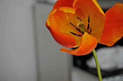 Tulipan Cvijet tulipana sa drškom. Tučak