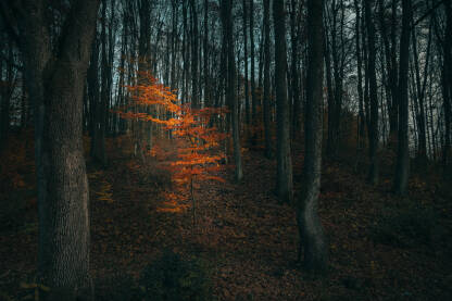 Šuma, jedno drvo za narandžastim lišćem