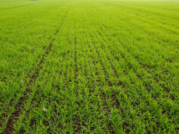 Ozima pšenice. Snimak dronom na zeleno polje pšenice. Mladi usjevi žitarice rastu na poljoprivrednom polju. Poljoprivreda.