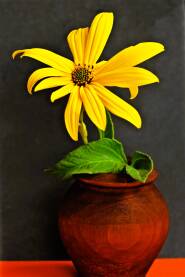 Žuti cvijet u vazi na tamnoj podlozi.