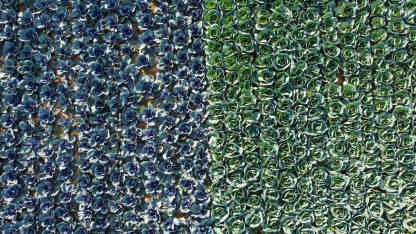 Plavi i zeleni kupus u polju, snimak dronom. Kupus raste na navodnjavanom polju ljeti.