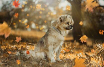 Jesen,opadanje lišća i pas.