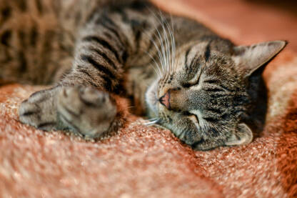 Mačka spava na jastuku kod kuće. Mačak drijema na krevetu. Kućni ljubimci.