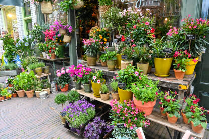 Cvijeće na prodaju u cvjećari. Svježe cvijeće i dekorativne biljke.