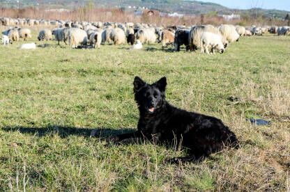 Pas ovčar sa ovcama u polju.