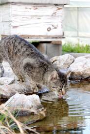Šarena mačka koja pije vodu