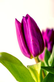 Ljubičasti tulipan na bijeloj podlozi