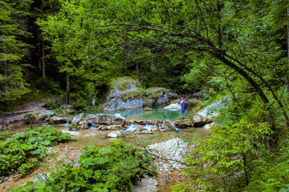 Rijeka Ugar u šumi na Vlašiću. Bosna i Hercegovina.