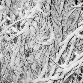 Snijeg na tankim granama stabla formira prelijepe apstraktne oblike i teksture poput crteža olovkom. Šuma, planinarenje, zima, šetnja, detalji, šumski.