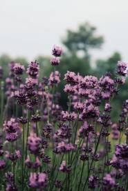 Cvijetovi lavande sa blago zamucenom pozadinom.
