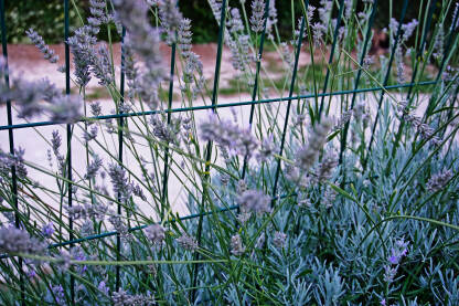Lavanda raste uz zelenu ogradu