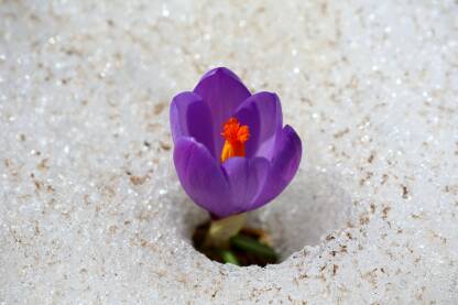 Šafran u snijegu.
Šafran biljni rod trajnica s podzemnim gomoljem iz porodice Iridaceae.