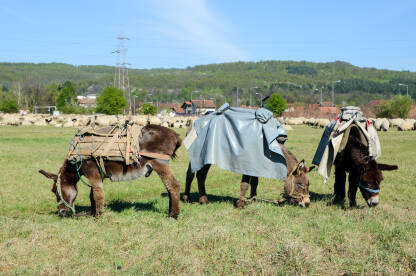 Magarci pasu travu na ispaši. Grupa magaradi na ispaši sa ovcama u predgrađu.